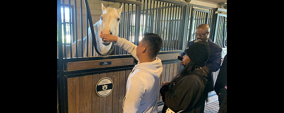 A male student meets a grey horse in a stable