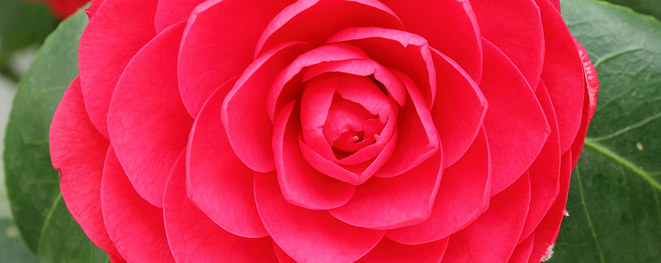 Encyclopedia of Alabama State Flower Photo